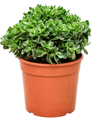 Crassula ovata 'Hulk'