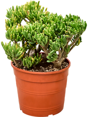 Crassula Hobbit