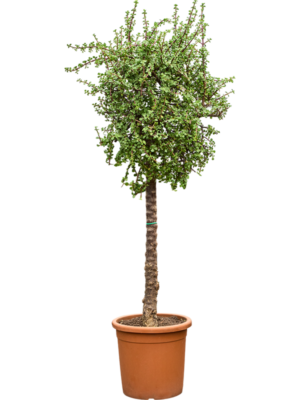 Portulacaria afra