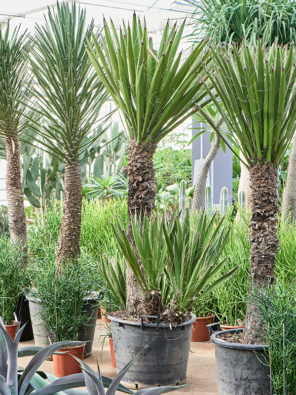 Yucca carnerosana