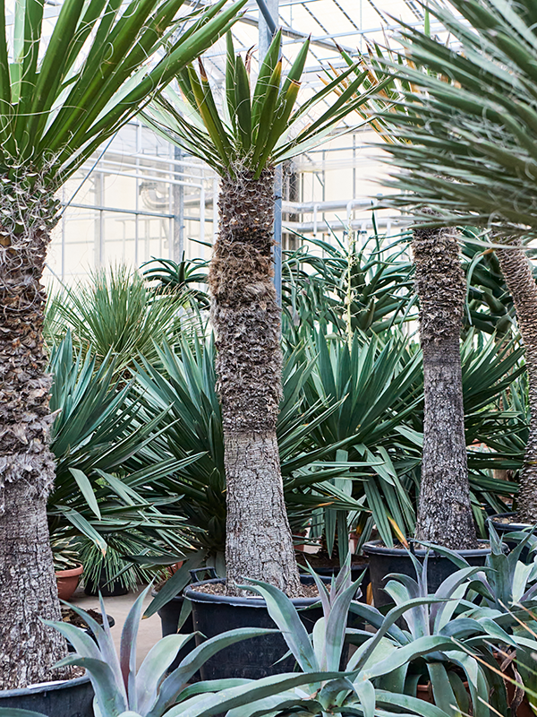 Yucca carnerosana