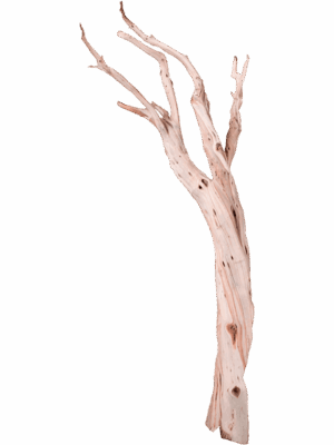Decowood