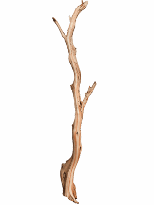 Decowood