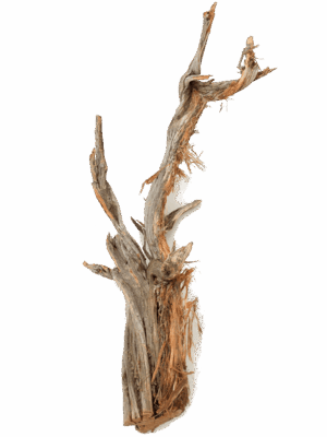Decowood