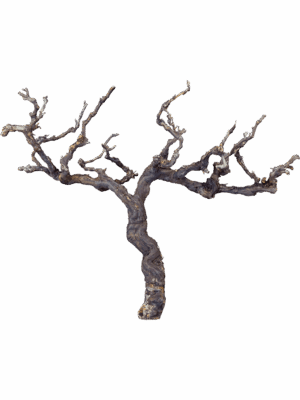 Décoration branche