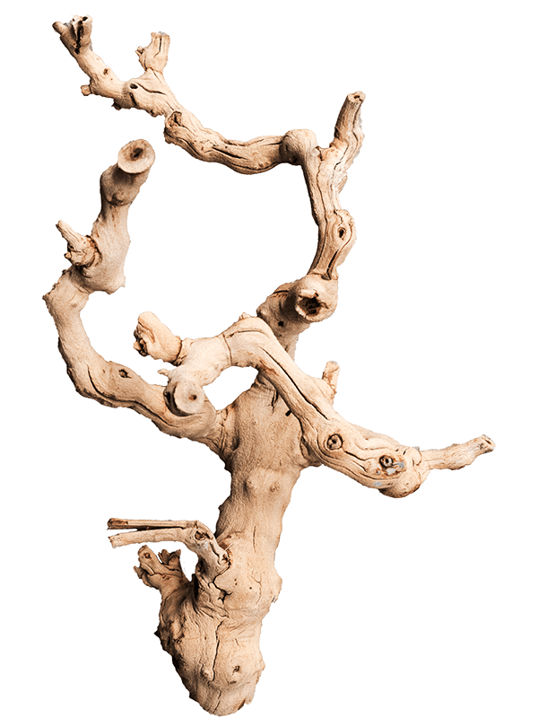 Décoration branche