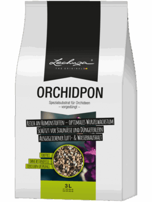 Lechuza