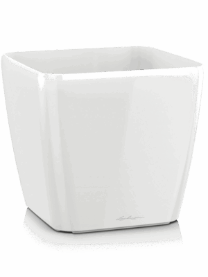Lechuza Quadro