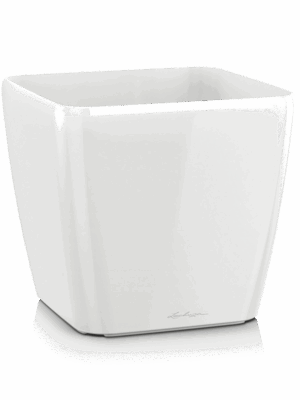 Lechuza Quadro