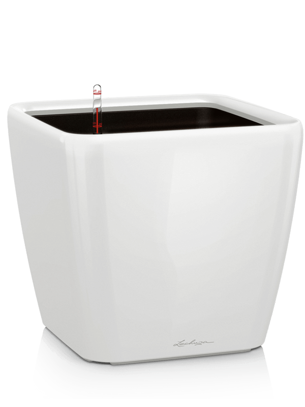 Lechuza Premium Quadro LS 21