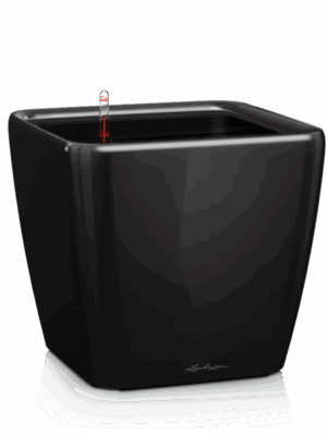 Lechuza Premium Quadro LS 21