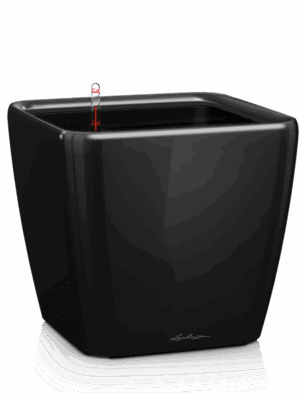 Lechuza Premium Quadro LS 43