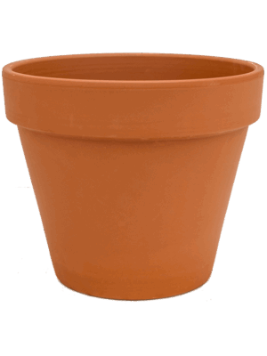Terra Cotta