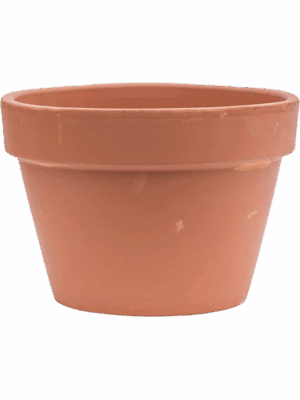 Terra Cotta