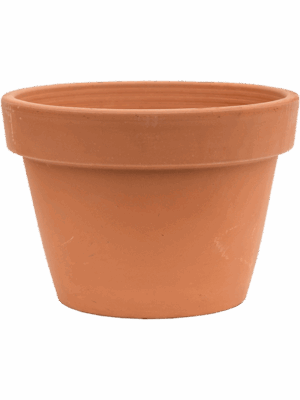 Terra Cotta