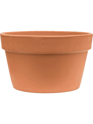 Terra Cotta
