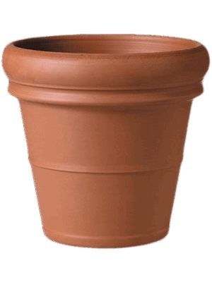 Terra Cotta