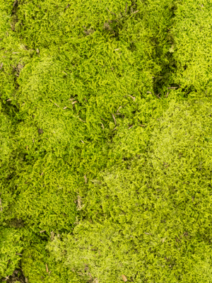 Rockmoss