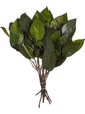 Salal