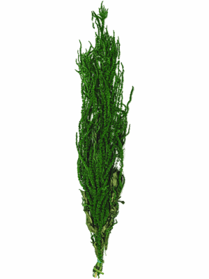 Amaranthus