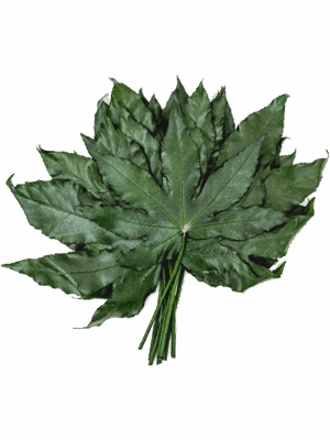 Aralia