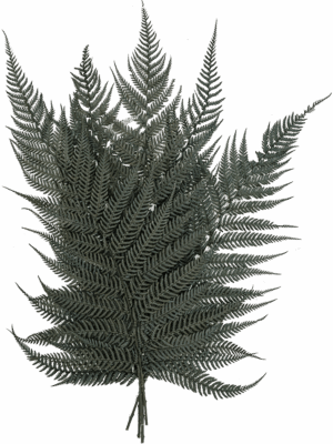 Briljantfern