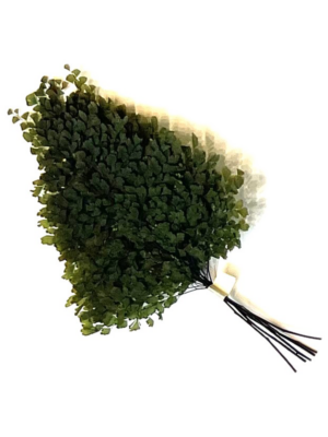 Adianthum
