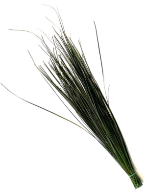 Beargrass