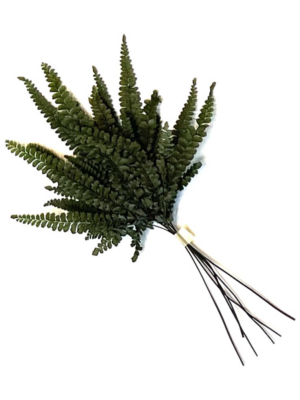 Felci Fern