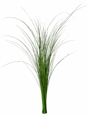 Gynerium Grass