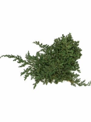 Juniperus