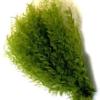 Plantes préservées