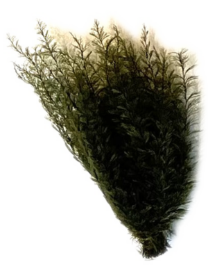 Air Fern