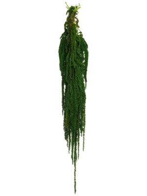 Amaranthus