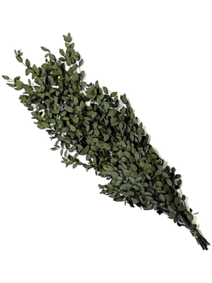 Eucalyptus
