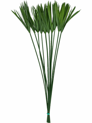 Papyrus