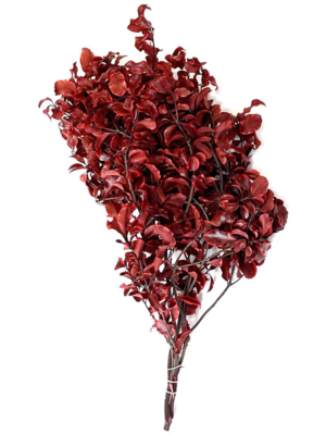 Pittosporum