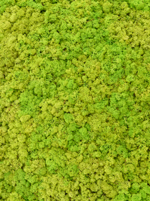 Lichen