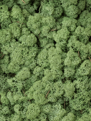 Lichen