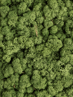 Lichen