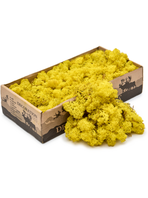 Lichen