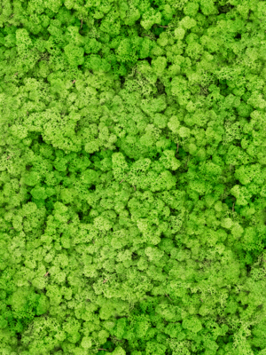 Lichen
