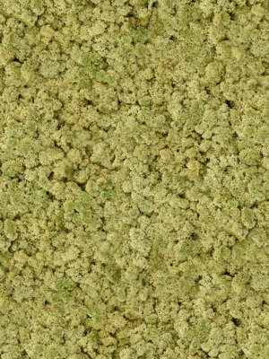 Lichen