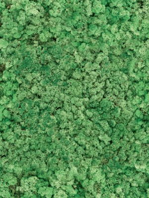 Lichen