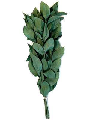 Ruscus