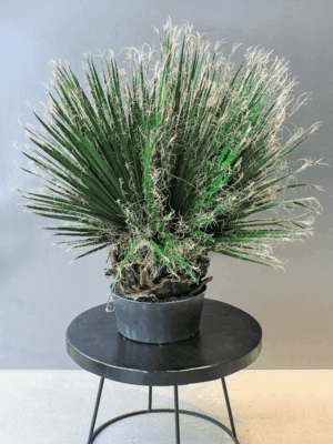 Washingtonia
