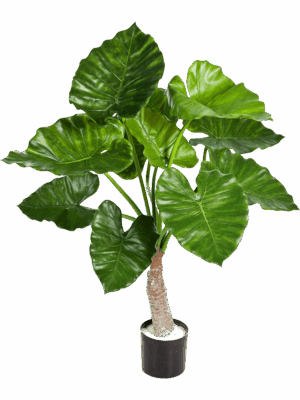 Alocasia