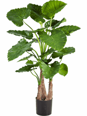 Alocasia