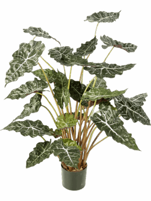 Alocasia