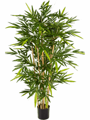 Bamboo